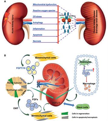 Frontiers | Fibroblast Growth Factors In The Management Of Acute Kidney ...